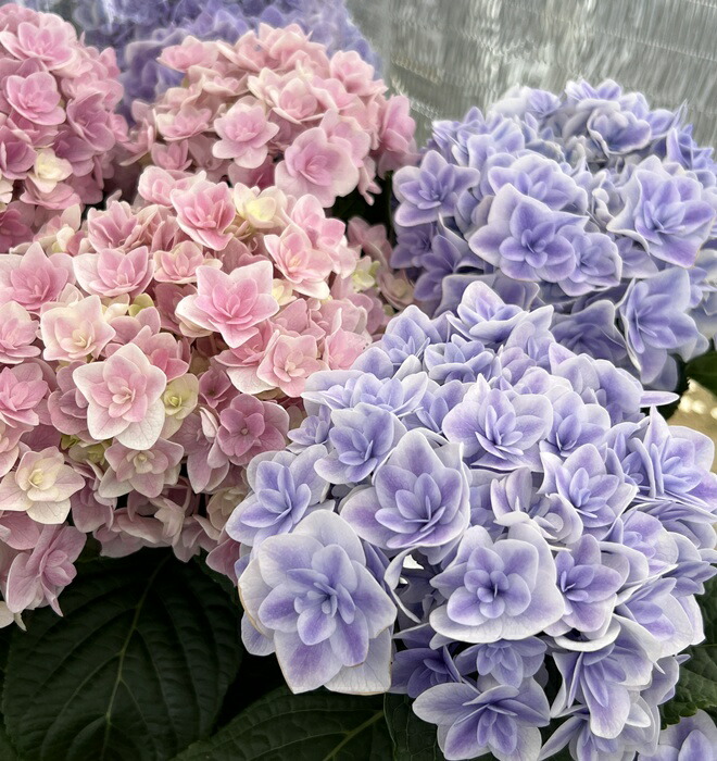 楽天市場】【予約品】【開花株】アジサイ（紫陽花・あじさい）月影