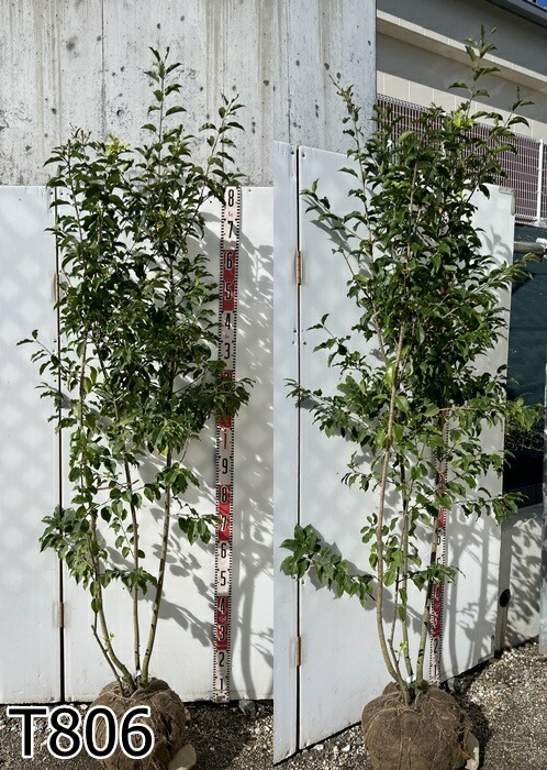 楽天市場】【現品発送】ソヨゴ 株立ち 雌株(メス株) 樹高1.7m