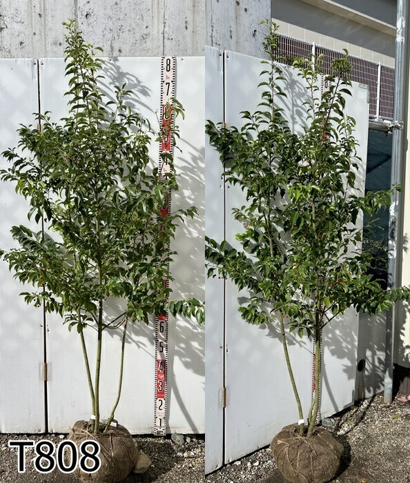 楽天市場】【現品発送】ソヨゴ 株立ち 雌株(メス株) 樹高1.7m