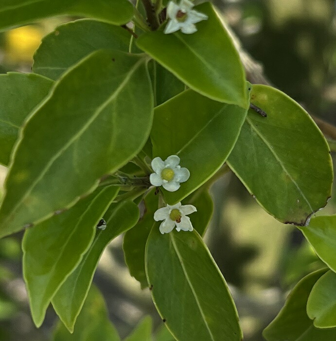 楽天市場】【現品発送】ソヨゴ 株立ち 雌株(メス株) 樹高1.7m