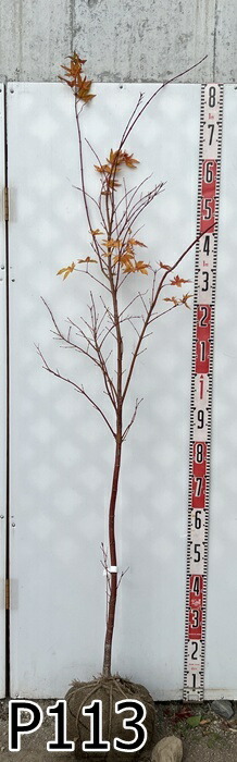 楽天市場】【現品】サンゴカクモミジ (珊瑚閣紅葉) 苗木 樹高1.5m