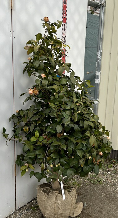 楽天市場】【現品】椿（ツバキ)大日の曙(ダイニチノアケボノ) 1.1m