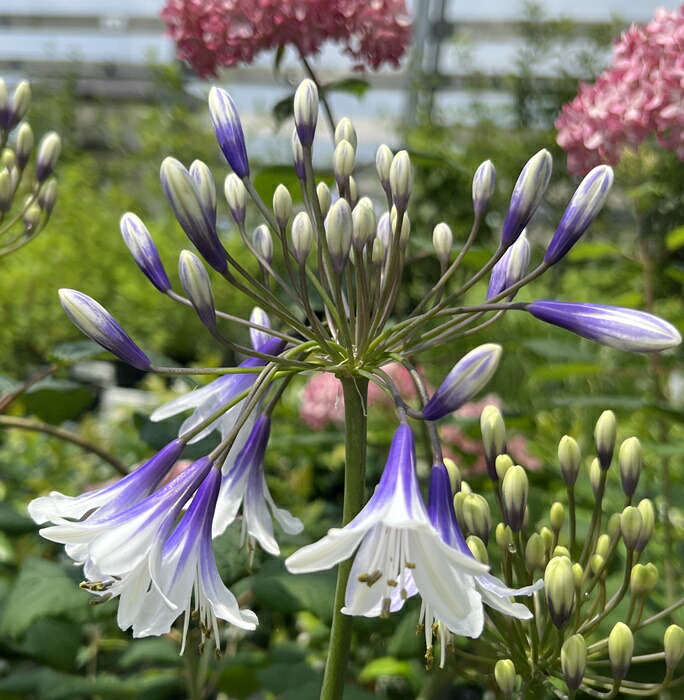 楽天市場】アガパンサス ファイヤーワークス 5号苗【Mサイズ】（d11