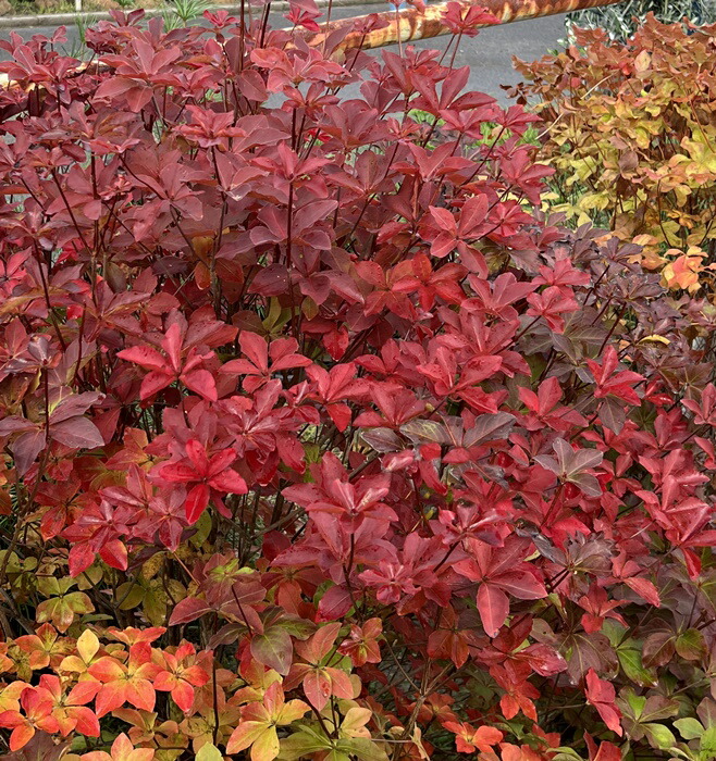 楽天市場】【現品】シロヤシオツツジ（白八汐） 大株 W80cm×D40cm