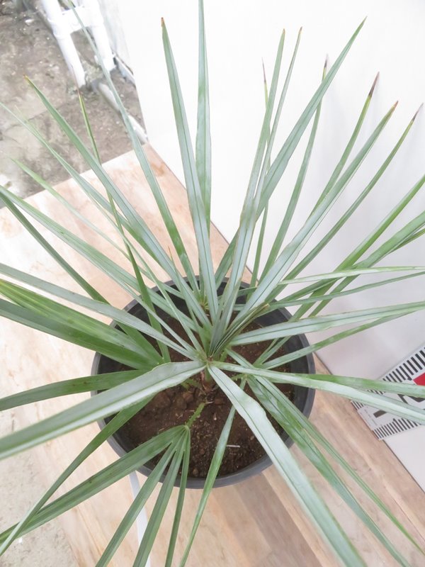 楽天市場】【現品発送】チャメロプス セリフェラ7号 苗木【AK】302