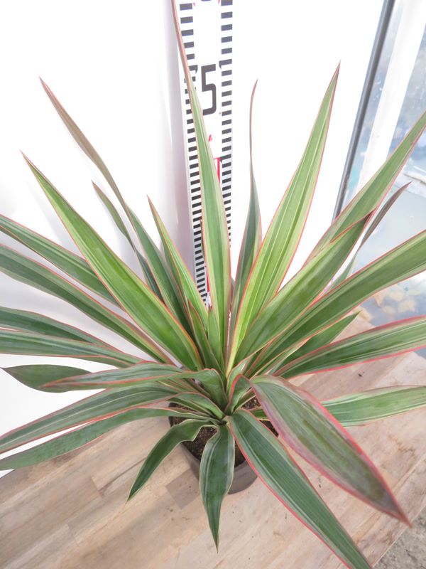 楽天市場】【再入荷/根巻き株】斑入ユッカ グロリオサ バリエガータ 中