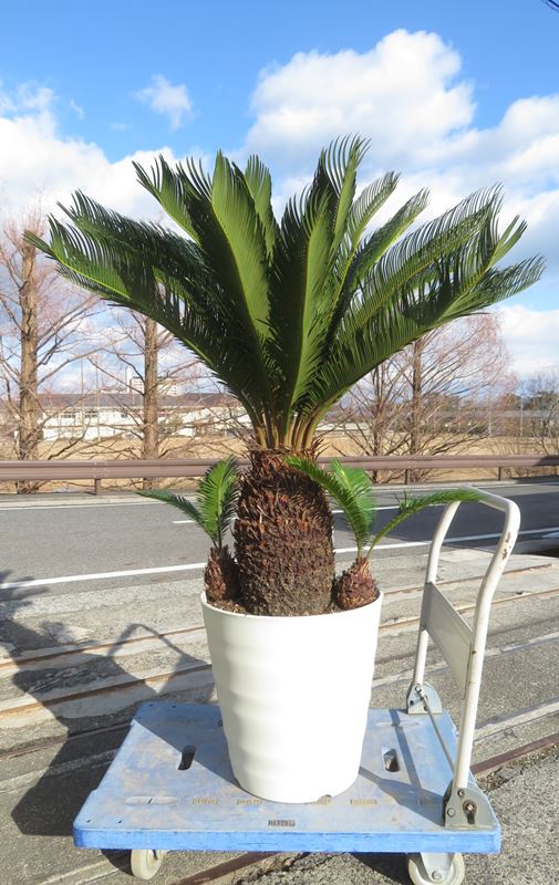 楽天市場】【現品発送】ソテツ（蘇鉄) 大株 幹太 43型フレグラー鉢植え