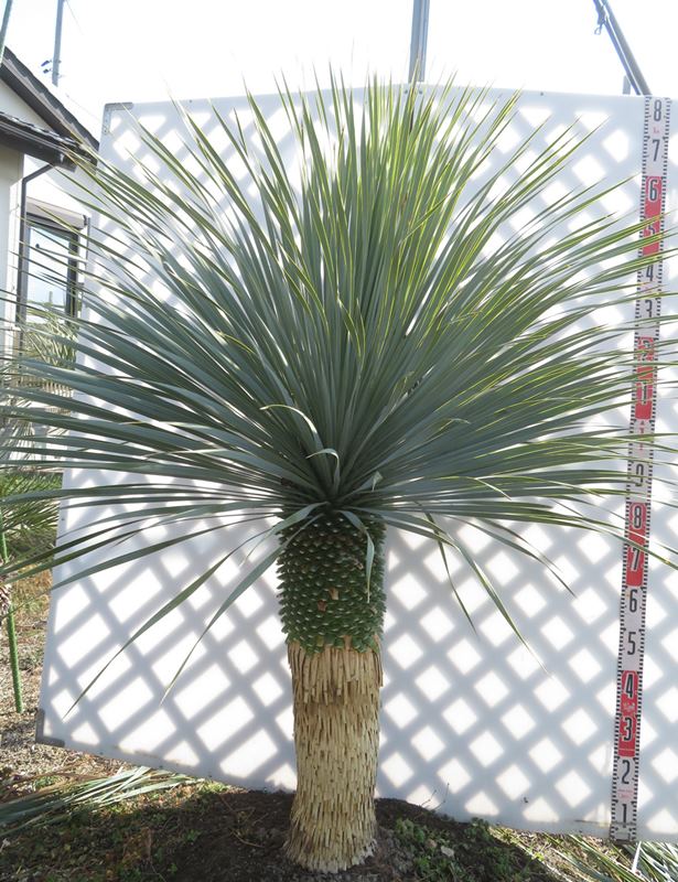 楽天市場】【現品発送】ユッカ ロストラータ 苗木 大株 H1.5m×W1.3m