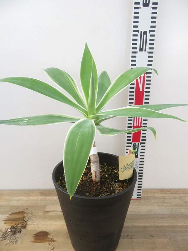 楽天市場】【現品発送】アガベ アテナータ レイオブライト 6号