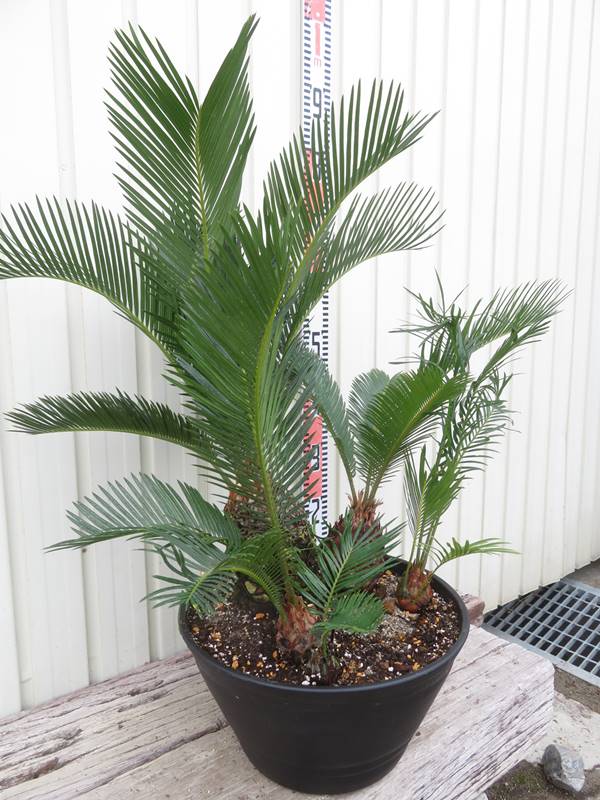 楽天市場】【現品発送】ソテツ（蘇鉄) 苗木 33型セラアート丸鉢植え