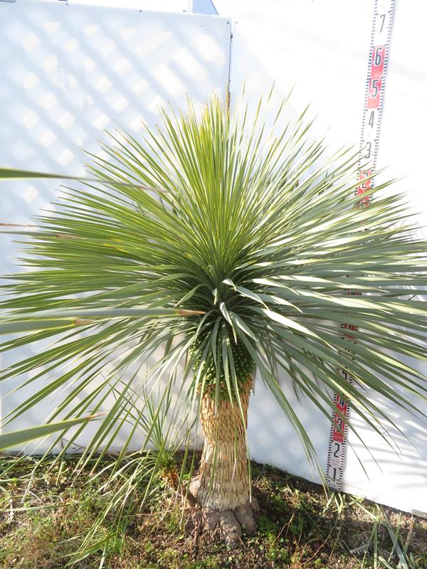 楽天市場】【現品発送】ユッカ ロストラータ 苗木 大株 幹太 H1.4m×W1