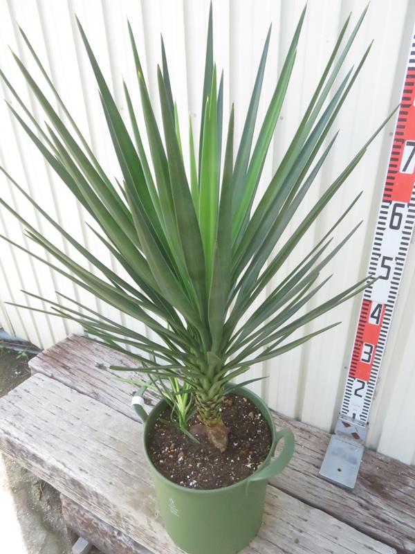 楽天市場】【選べる現品発送】ユッカ アロイフォリア 8号鉢植え（GR