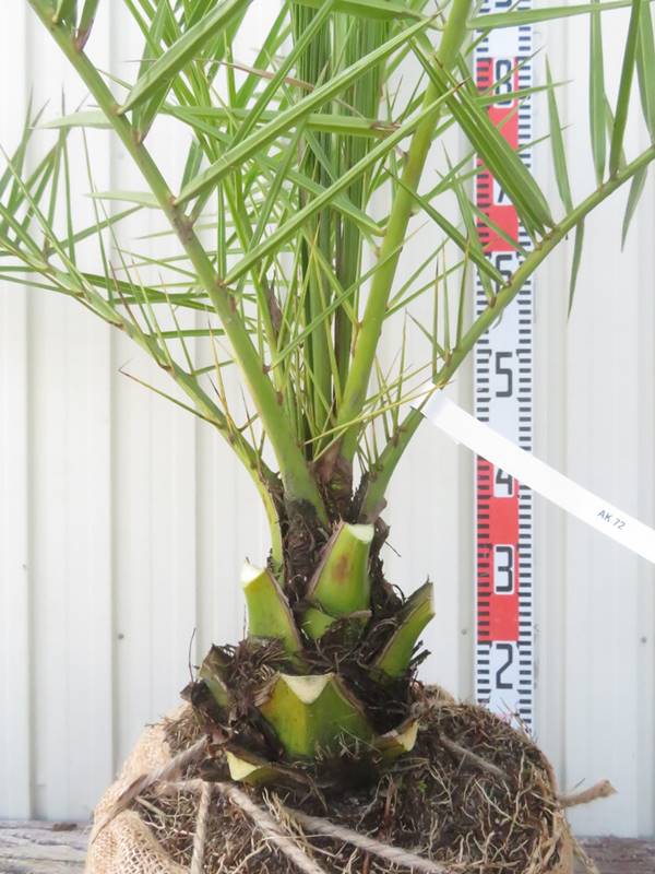 楽天市場】【現品発送】カナリーヤシ 苗木 中株 根巻き【AK】72 : 千草園芸