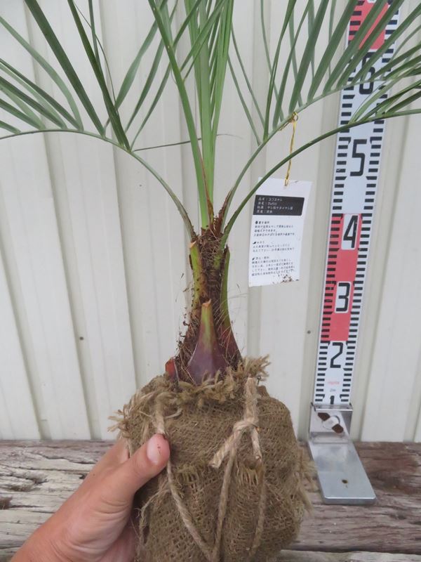 楽天市場】【根巻き】ココスヤシ 中株 苗木【V】 : 千草園芸