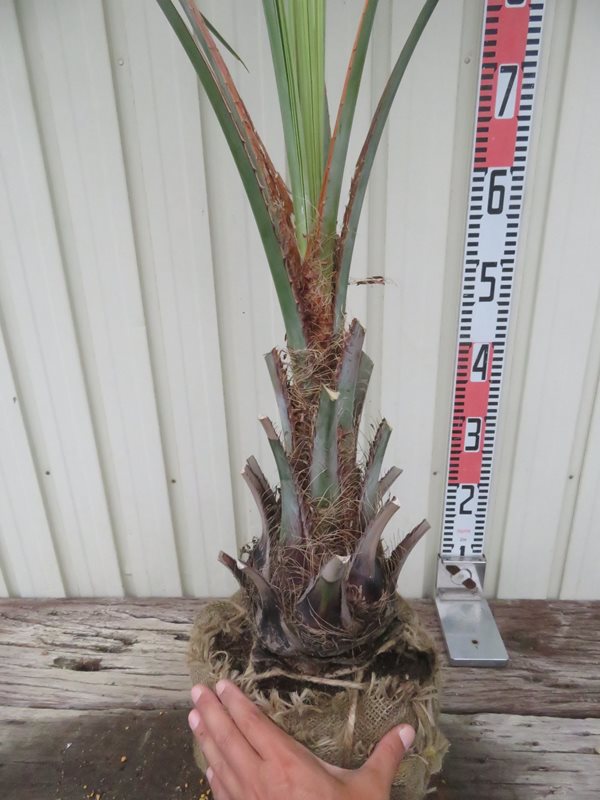 楽天市場】【根巻き】ココスヤシ 中株 幹太 苗木【maki】 : 千草園芸