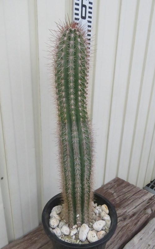 楽天市場】【現品発送】サボテン 武倫柱(ブリンチュウ) 幹太 5号鉢植え