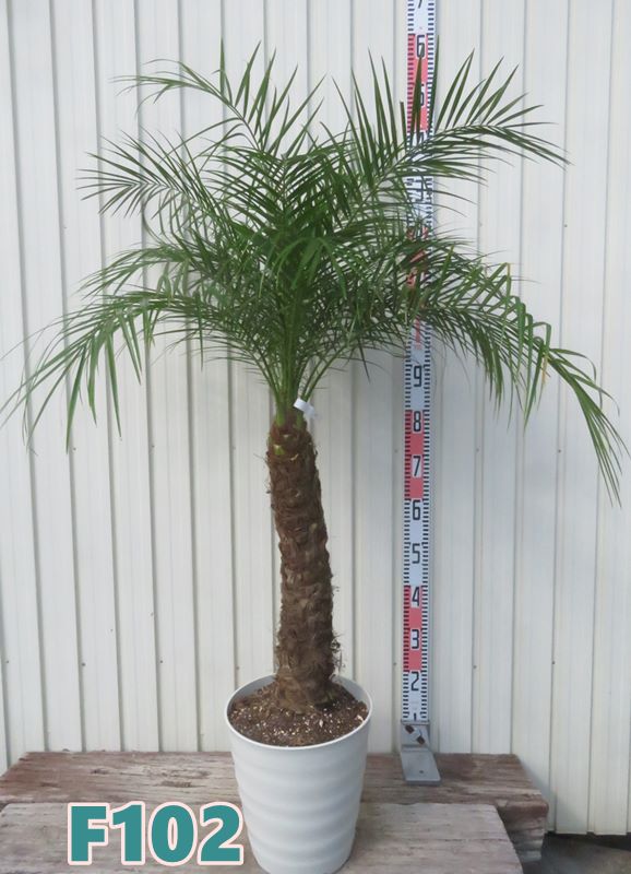 楽天市場】【現品発送】フェニックス ロベレニー 9号フレグラー鉢植え