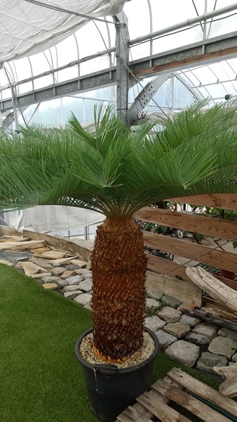 楽天市場】【現品発送】サイカス カイルンシアナ ブルー 大株 幹高65cm