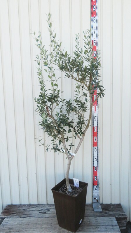 imgrc0113655209.jpg