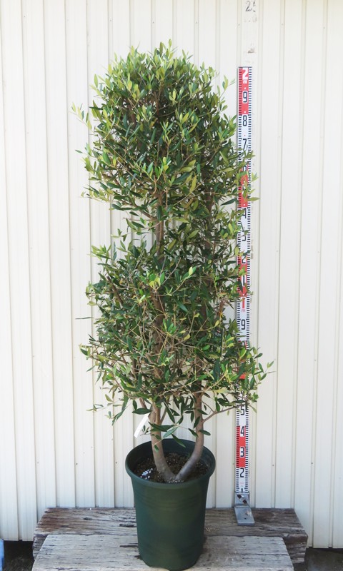 楽天市場】【現品発送】オリーブの木 ひなかぜ(ヒナカゼ) 苗木 12号