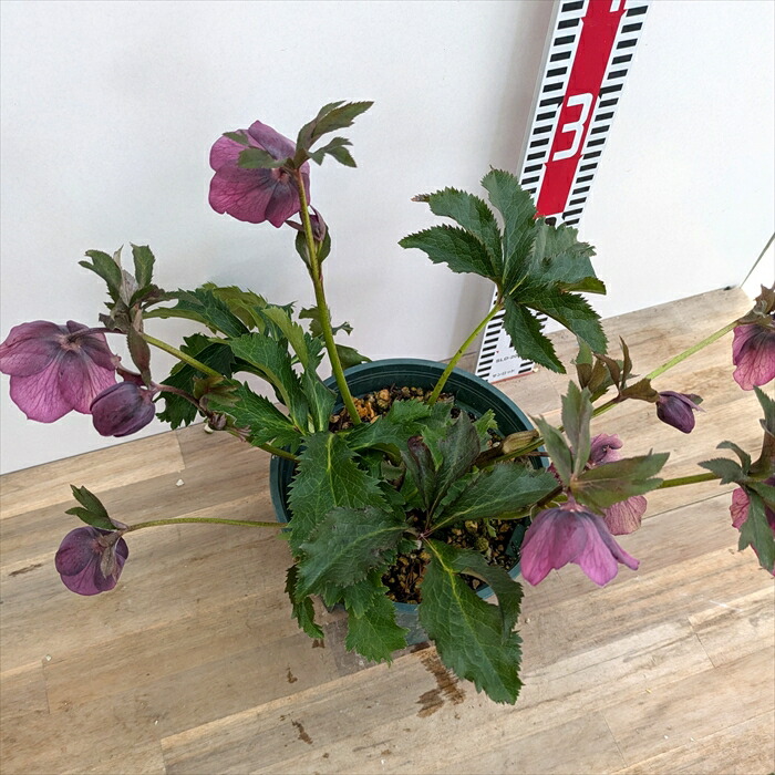 楽天市場】【現品】クリスマスローズ シングル咲き レッド系 6号鉢植え