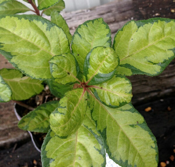 楽天市場】斑入りヤブコウジ(十両) 三保の松 3号苗 : 千草園芸