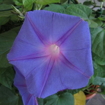 楽天市場】宿根アサガオ(あさがお) オーシャンブルー ポット苗(b6