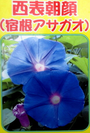 楽天市場】宿根アサガオ(あさがお) イリオモテアサガオ 苗 : 千草園芸