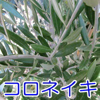 楽天市場】【現品】オリーブの木 コロネイキ 苗木 樹高約1.6m