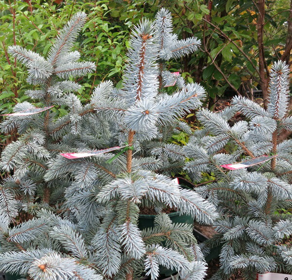 楽天市場】【選べる現品発送】ピセア・プンゲンストーヒ ホプシー 苗木