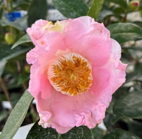 楽天市場】椿（ツバキ）佳月（ケイゲツ） 5号(g03-1) : 千草園芸