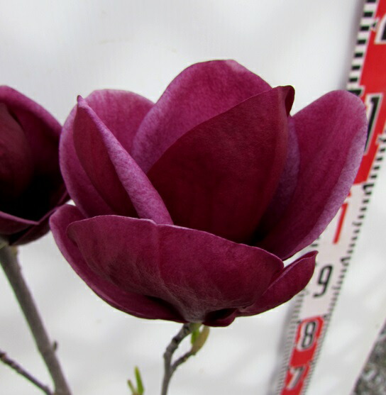 楽天市場】モクレン ジェニー 苗木 6号 ポット植え(z00-2) : 千草園芸