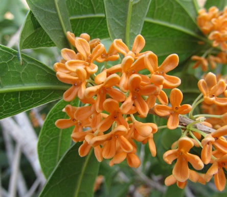 楽天市場】【選べる現品発送】キンモクセイ（金木犀） 苗木 樹高1m