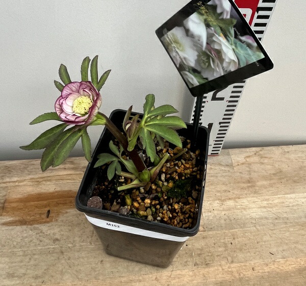 楽天市場】【現品】クリスマスローズ ウィターシンフォニー スウィング