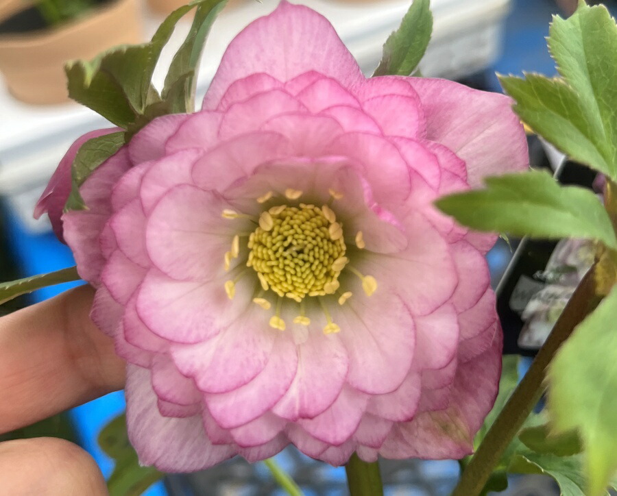 楽天市場】【現品】クリスマスローズ ウィンターシンフォニー