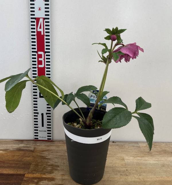 楽天市場】【現品】クリスマスローズ 多弁ダブル咲き／フリル咲き