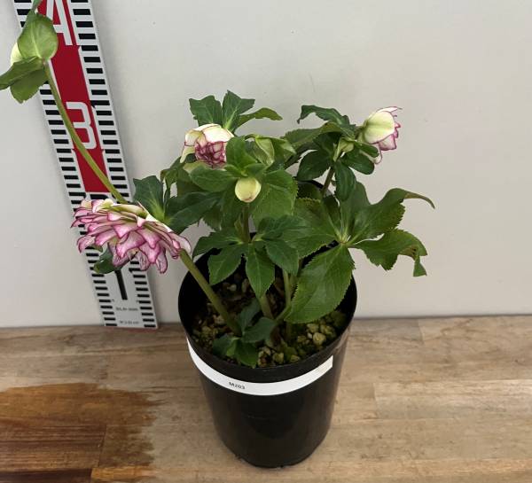 楽天市場】【現品】クリスマスローズ ダブル咲き レッド系 バイカラー