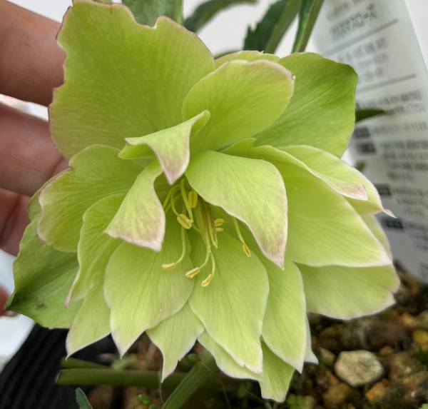 楽天市場】【現品】クリスマスローズ ダブル咲き グリーン系 爪リップ