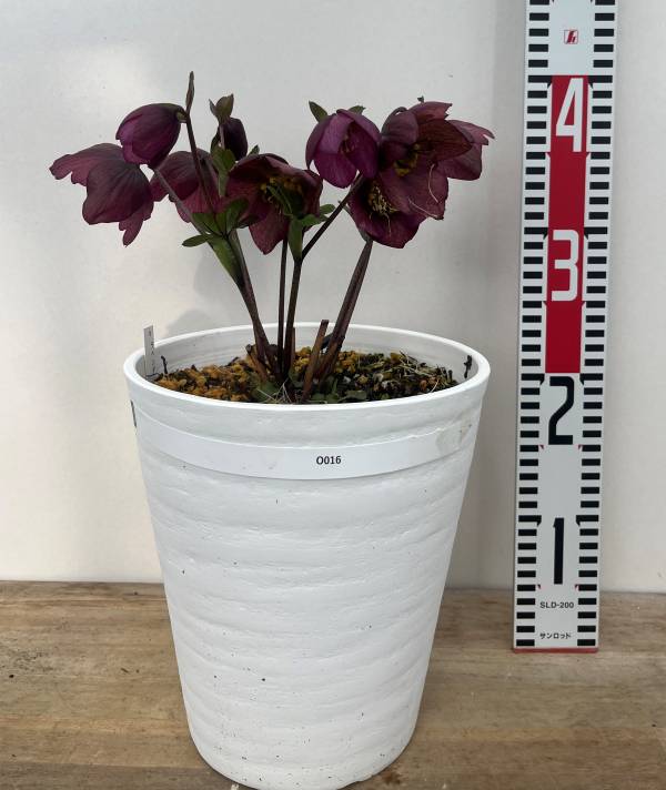楽天市場】【自然開花株】【現品】クリスマスローズ HGC ラベンダー