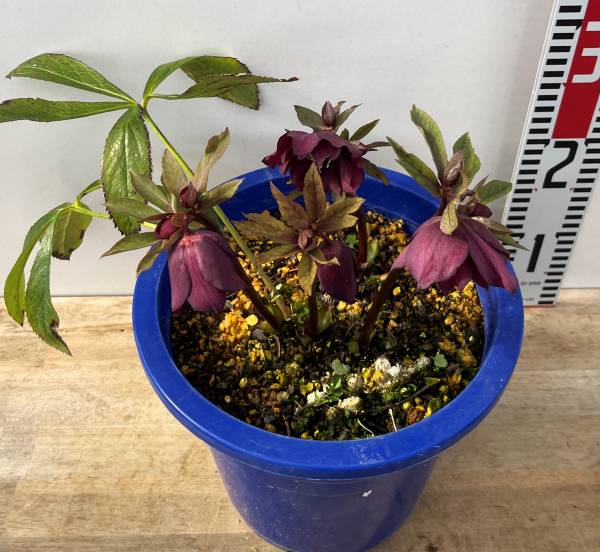 楽天市場】【現品】クリスマスローズ ダブル咲き ワインレッド系 7号