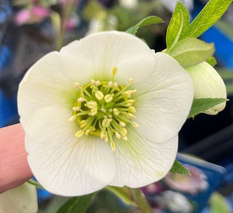 楽天市場】【現品】クリスマスローズ ウィンターシンフォニー シングル