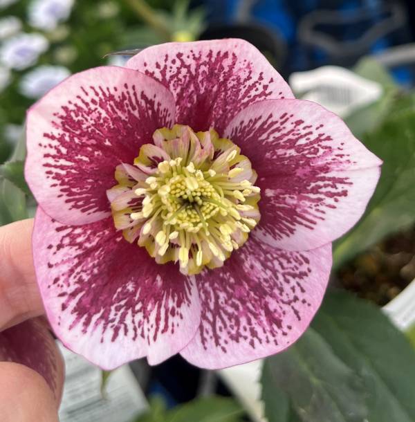 クリスマスローズ セミダブルまとめ売り クリスマスローズ (セミダブル