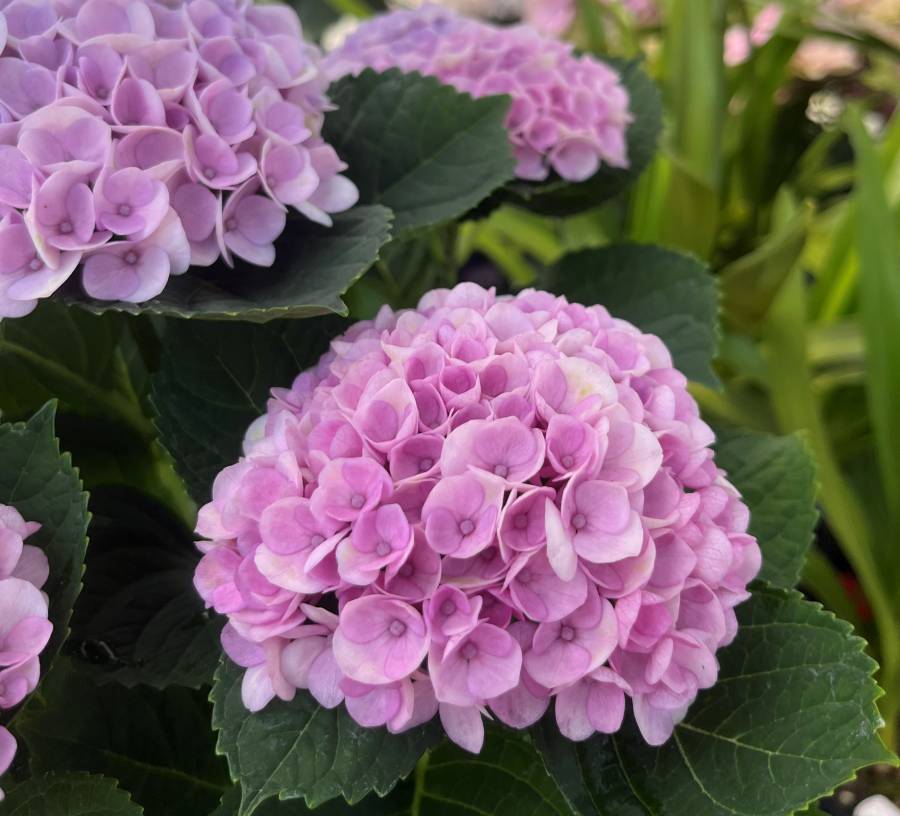 楽天市場】☆鉢の大きさで選ぶ☆【開花株】アジサイ（紫陽花・あじさい