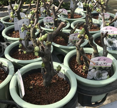 楽天市場】寒ボケ(寒木瓜) 雪小町（白花）4号鉢盆栽仕立て苗(c1