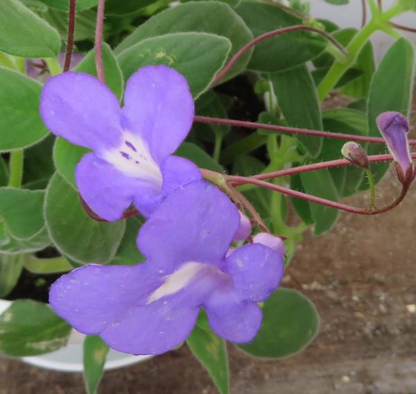 楽天市場】ストレプトカーパス サクソルム（紫花）3号苗(h21) : 千草園芸