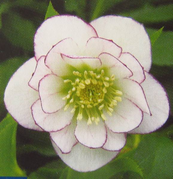 楽天市場】クリスマスローズ 開花見込み株 実生苗 ダブル咲き ホワイト