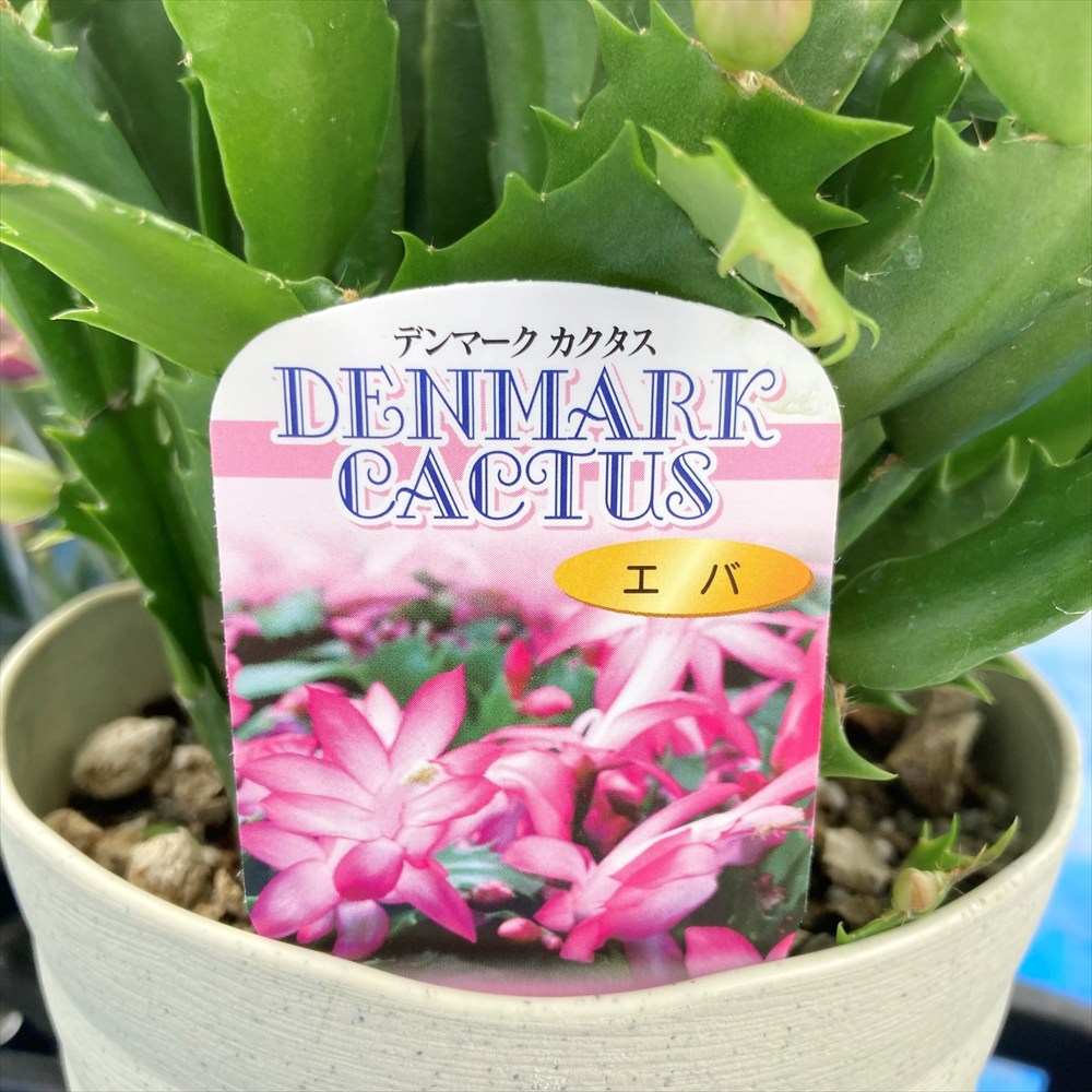 楽天市場】シャコバサボテン（蝦蛄葉サボテン）「エバ」 5号鉢植え苗