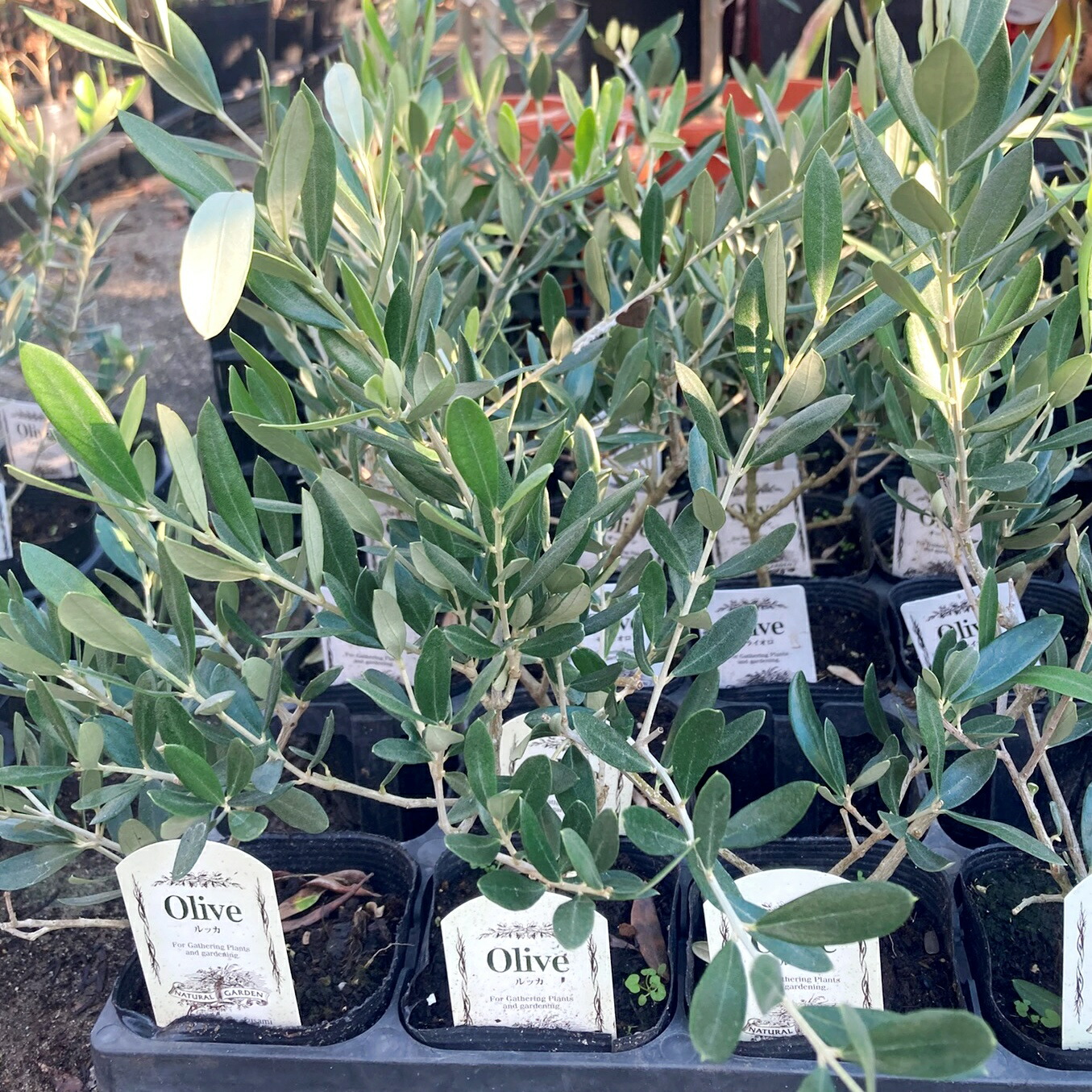 楽天市場】【品種とポットサイズで選ぶ】オリーブの苗木 3号、3.5号