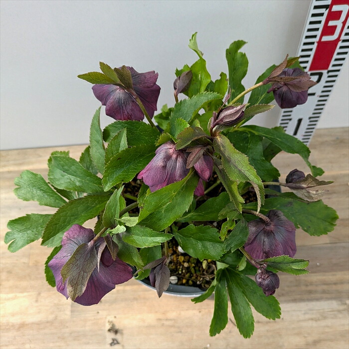 楽天市場】【現品】クリスマスローズ セミダブル咲き パープル系 7号大