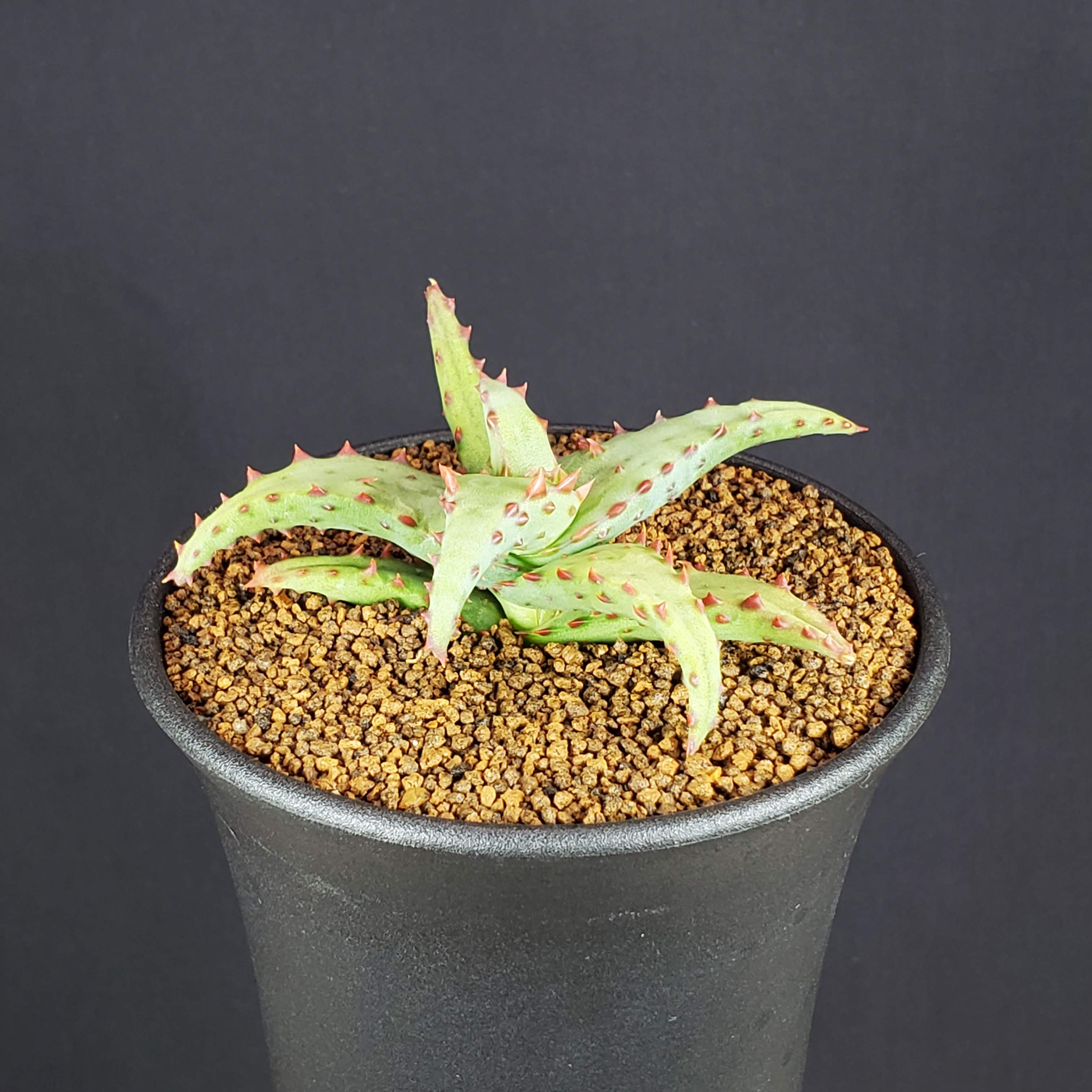 楽天市場】アロエ・カスティロニアエ 9cm鉢 カクタス長田 多肉植物